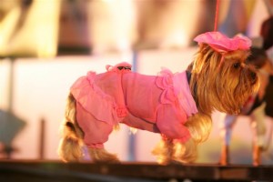 Trīs mazi faraoniņi un citi retumi Starptautiskajā suņu izstādē Ķīpsalā