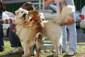 Izstāde "Pet Ekspo 2010" - pasākums dzīvnieku draugiem