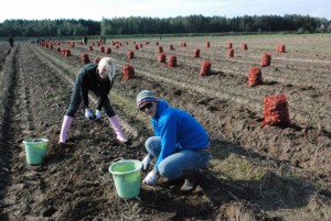 „Paēdušai Latvijai" kartupeļu talkās novāktas aptuveni 90 tonnas dārzeņu krīzes skarto ģimeņu ziemas krājumiem