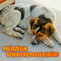 Aicina palīdzēt dzīvnieku patversmēm