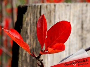 Tiks aklāta SievietesPasaules Darbnīca