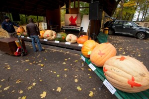 Latvijas lielākais ķirbis sver 132 kilogramus