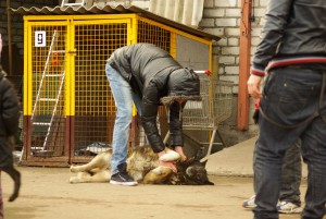 Mūziķi un dejotāji „Ar visām četrām" par dzīvniekiem