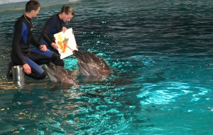 Ģimenes sestdiena delfīnu stilā