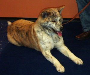 "Lieldienas Ķīpsalā 2011" – svētki visai ģimenei