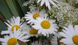 Vasaras saulgriežu gadatirgus „Līgo pikniks Siguldā!"