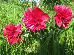 Vasaras Ziedu svētki Krimuldā