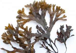 Projekta Dabas koncertzāle šī gada galvenais varonis – Pūšļu fuks