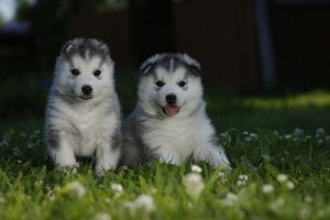Bastejkalnā notiks fotografēšanās ar ziemas vilcējiem
