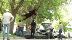 Lāci Amerikā savalda iemidzinot +VIDEO