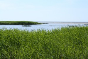 Izsludināta pieteikšanās rezidenču programmā Wilderness dance