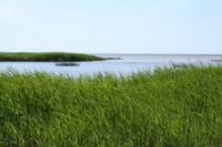 Izsludināta pieteikšanās rezidenču programmā Wilderness dance