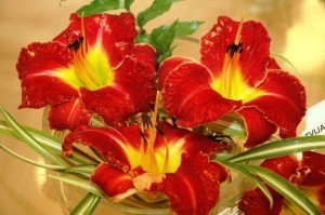 Liliju krāšņums Latvijas Dabas muzejā