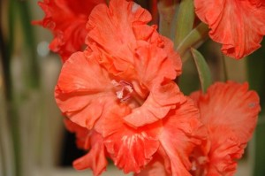 Dabas muzejā atklās gladiolu izstādi