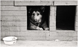 Nododot makulatūru, iespējams pabarot pamestos mājdzīvniekus