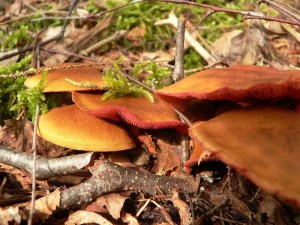 Sēņu dienas Latvijas Dabas muzejā