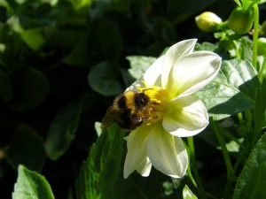 Dabas vakars "Kukaiņi mums līdzās"