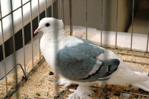 Dabas muzejā notiks „Baložu simfonija 2013"