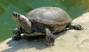 Dabas muzejs par 2013. gada dzīvnieku izraugās Eiropas purva bruņrupuci