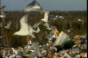 Laila Pakalniņa viesosies ES mājā