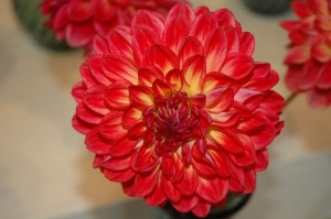 Dabas muzejā atklās 50 gadu jubilejas izstādi „Dālijas”