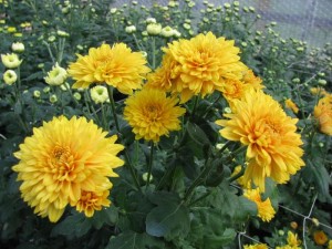 Dabas muzejā atklās krizantēmu izstādi