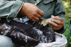 Top dokumentālā filma „Melnā stārķa dzīvības lidojums”