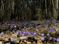 Pokaiņu mežā svinēs Pavasara saulgriežus